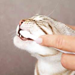 Szczotka szczoteczka pasta zestaw mycia zębów kota