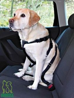 Szelki samochodowe, pasy bezpieczeństwa dla psa L