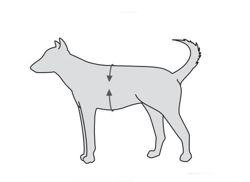 Uprząż pas szelki rehabilitacyjne psa L do 35 kg