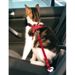 Szelki samochodowe, pasy bezpieczeństwa dla kota